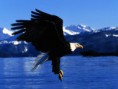 /album/hayvanlar-alemi/www-wallpapersharing-com-bald-eagle-42-jpg/